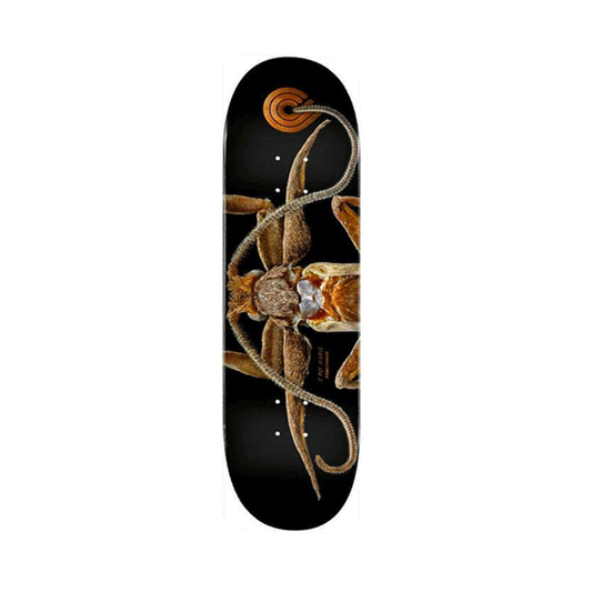 Powell Peralta - LB Marion Flightless Moth Deck - 8.25" SALE